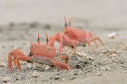 Ocypode gaudichaudii - Puerto Inca