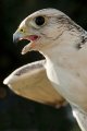 Falco rusticolus - Lazio, Italia