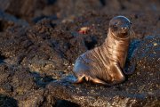 Galapagos - Floreana- Loberia