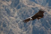 Vultus gryphus - Colca Canyon