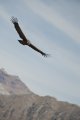 Vultus gryphus - Peru