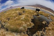 Lama glama - Laguna Colorada