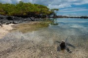 Galapagos - Isabela