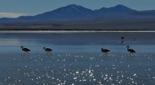 Flamingos in a andean lake