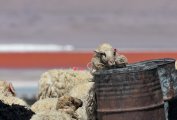 Ovis aries - Laguna Colorada refuge