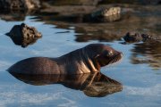 Galapagos - Floreana- Loberia