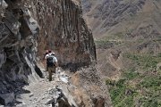 Peru - Colca Canyon