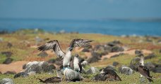 Galapagos - Santa Cruz